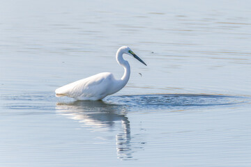 Egrets fish on the Beidaihe beach in Qinhuangdao city, Hebei province, China.