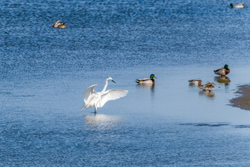 Egrets fish on the Beidaihe beach in Qinhuangdao city, Hebei province, China.