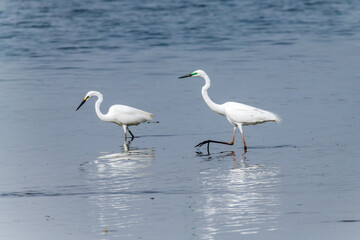 Egrets fish on the Beidaihe beach in Qinhuangdao city, Hebei province, China.