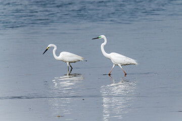 Egrets fish on the Beidaihe beach in Qinhuangdao city, Hebei province, China.