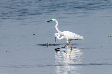 Egrets fish on the Beidaihe beach in Qinhuangdao city, Hebei province, China.