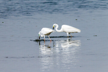 Egrets fish on the Beidaihe beach in Qinhuangdao city, Hebei province, China.
