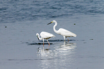 Egrets fish on the Beidaihe beach in Qinhuangdao city, Hebei province, China.