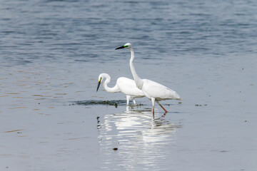 Egrets fish on the Beidaihe beach in Qinhuangdao city, Hebei province, China.