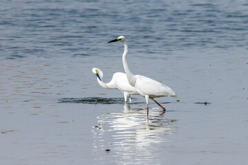 Egrets fish on the Beidaihe beach in Qinhuangdao city, Hebei province, China.