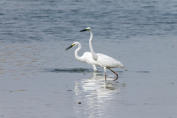 Egrets fish on the Beidaihe beach in Qinhuangdao city, Hebei province, China.