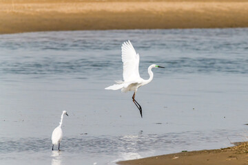 Egrets fish on the Beidaihe beach in Qinhuangdao city, Hebei province, China.