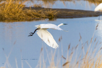 Egrets fish on the Beidaihe beach in Qinhuangdao city, Hebei province, China.