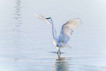 Egrets fish on the Beidaihe beach in Qinhuangdao city, Hebei province, China.