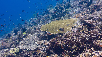 fish school 15