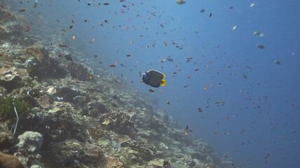 scuba seeing 8