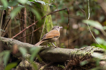 thrush on a branch