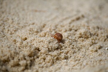 crab crawling in sand
