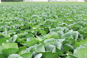 キャベツ畑のキャベツ