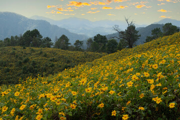 Obraz premium Thung Dok Bua Tong or Wild Mexican Sunflowers Fields blooming at Doi Khun Yuam, Mae Hong Son, Thailand.