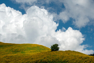 Thung Dok Bua Tong or Wild Mexican Sunflowers Fields blooming at Doi Khun Yuam, Mae Hong Son, Thailand.