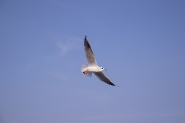 seagull in flight