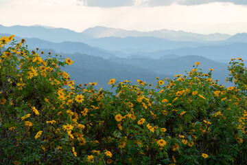 Thung Dok Bua Tong or Wild Mexican Sunflowers Fields blooming at Doi Khun Yuam, Mae Hong Son, Thailand.