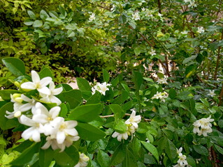 Blooming Muraya Paniculata (Orange Jasmine) Flower Close-Up