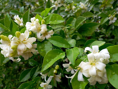Blooming Muraya Paniculata (Orange Jasmine) Flower Close-Up