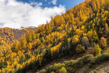Obraz premium Snow mountains with autumn landscapes in the west of Sichuan province, Daerpu area, Xiaojin County, Ngawa Tibetan and Qiang Autonomous Prefecture, China
