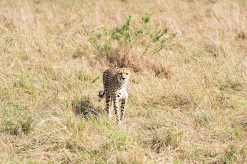 Cheetah walking in the grass