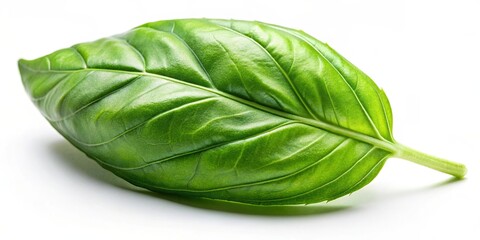 Fresh green basil leaf on a white background, herb, aromatic, ingredient, cooking, culinary, organic, plant, edible, seasoning