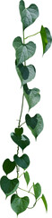 Fototapeta premium Vine plant, Branch creeper leaf green, Liana tropical nature transparent background