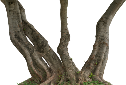 Tree trunk and roots