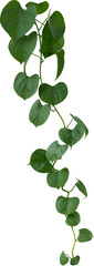 Vine plant, Branch creeper leaf green, Liana tropical nature transparent background