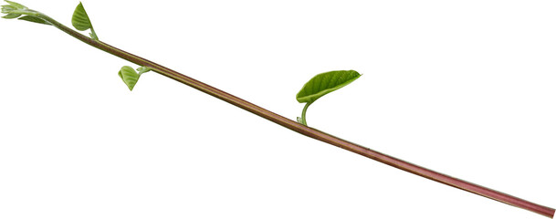 Vine plant, Branch creeper leaf green, Liana tropical nature transparent background
