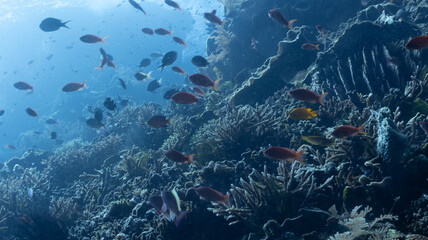 white dark sea 80