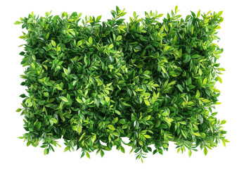 Obraz premium A green plant with leaves is growing on a white background. The plant is full and lush, giving the impression of a healthy and thriving environment