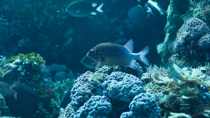 grand blue 35