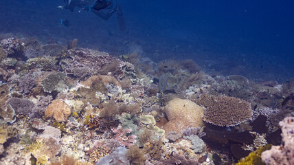 grand blue 58