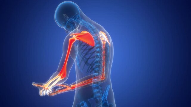 Human Skeleton System Upper Limb Bone Joints Anatomy Animation Concept