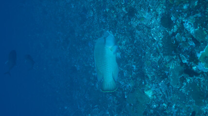 grand blue 127