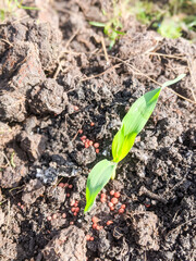 corn seed shoots that start to grow with a sprinkling of fertilizer