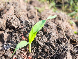 corn seed shoots that start to grow with a sprinkling of fertilizer