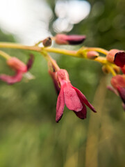 The red flowers of Starfruit are starting to bloom