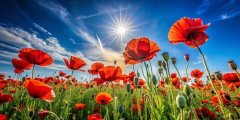 Fototapeta premium Stunning Red Poppies in a Serene Field Captured in Documentary Style, Perfect for Nature Lovers and Home Decor, Vibrant Colors of Nature's Beauty in High Resolution