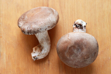 椎茸のイメージ