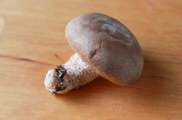 椎茸のイメージ