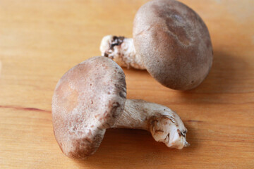 椎茸のイメージ