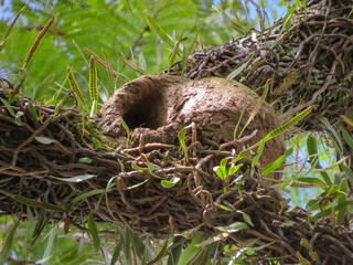 A João de Barro house, a unique clay nest, beautifully crafted and perched on a branch. The rustic texture stands out against the soft, blurred green background, showcasing nature's artistry.
