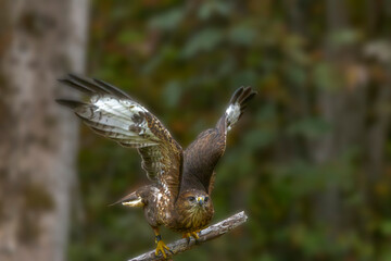 Common Buzzard with Open Wings