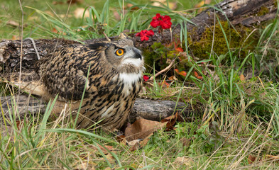 Puffed Up Eurasian Eagle on the Ground