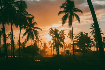 trees at sunset