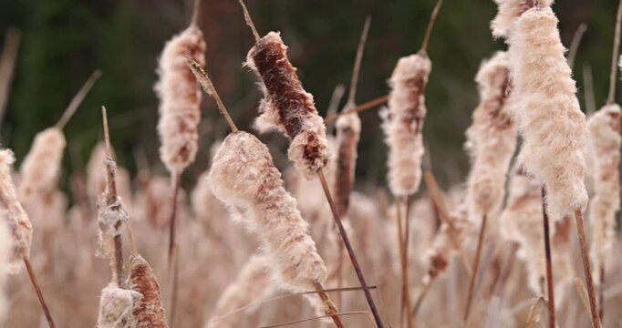 Bulrush Grass panning shot. Used as astringent, anti-inflammatory in enterocolitis, dysentery, cystitis, infusion of leaves - in diabetes mellitus, decoction of cobs - in bronchial asthma