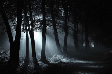 Nocturnal Forest Path Illuminated by Moonlight and Mist